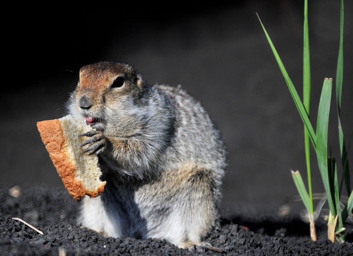 Nikoli ne hranite arktične veverice s kruhom!
