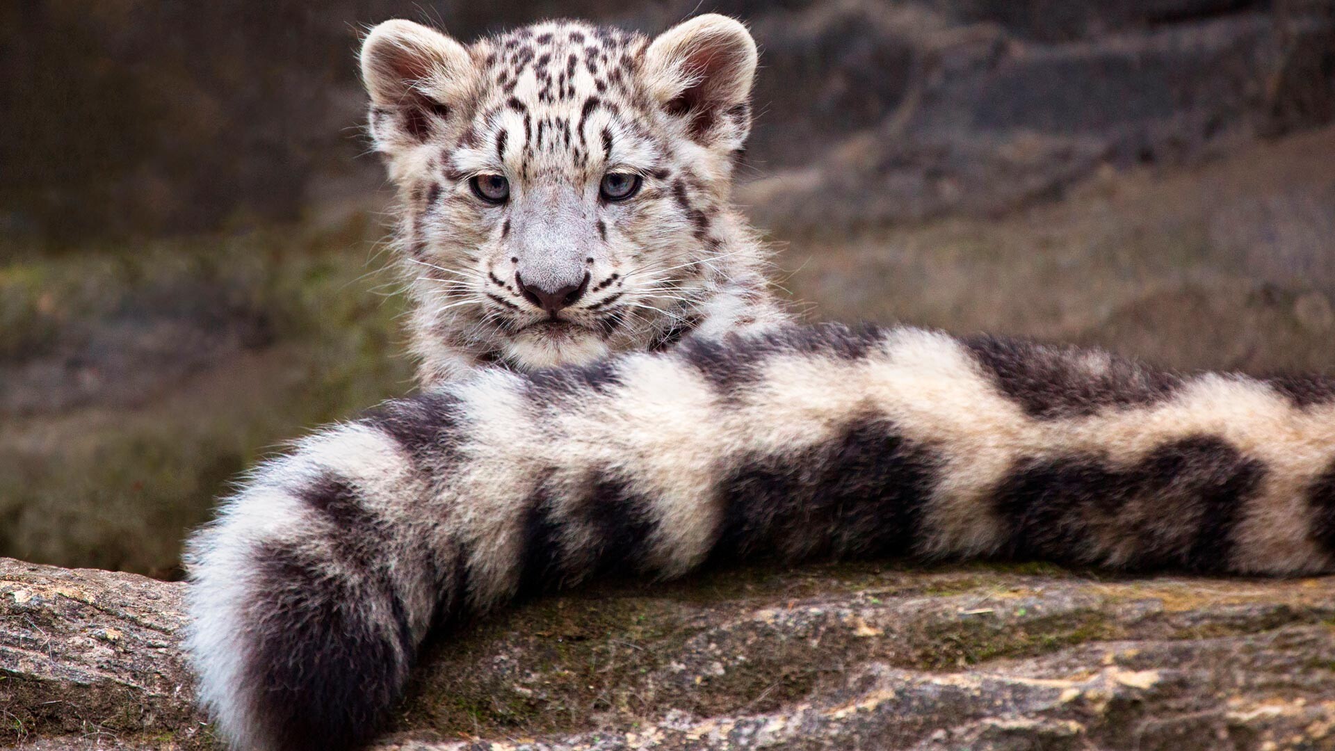 snow leopard tail in mouth