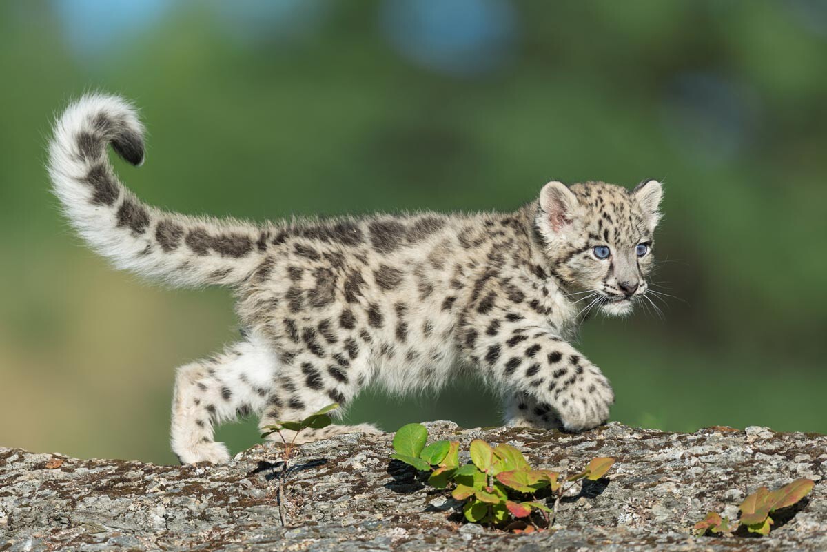 snow leopard tail in mouth