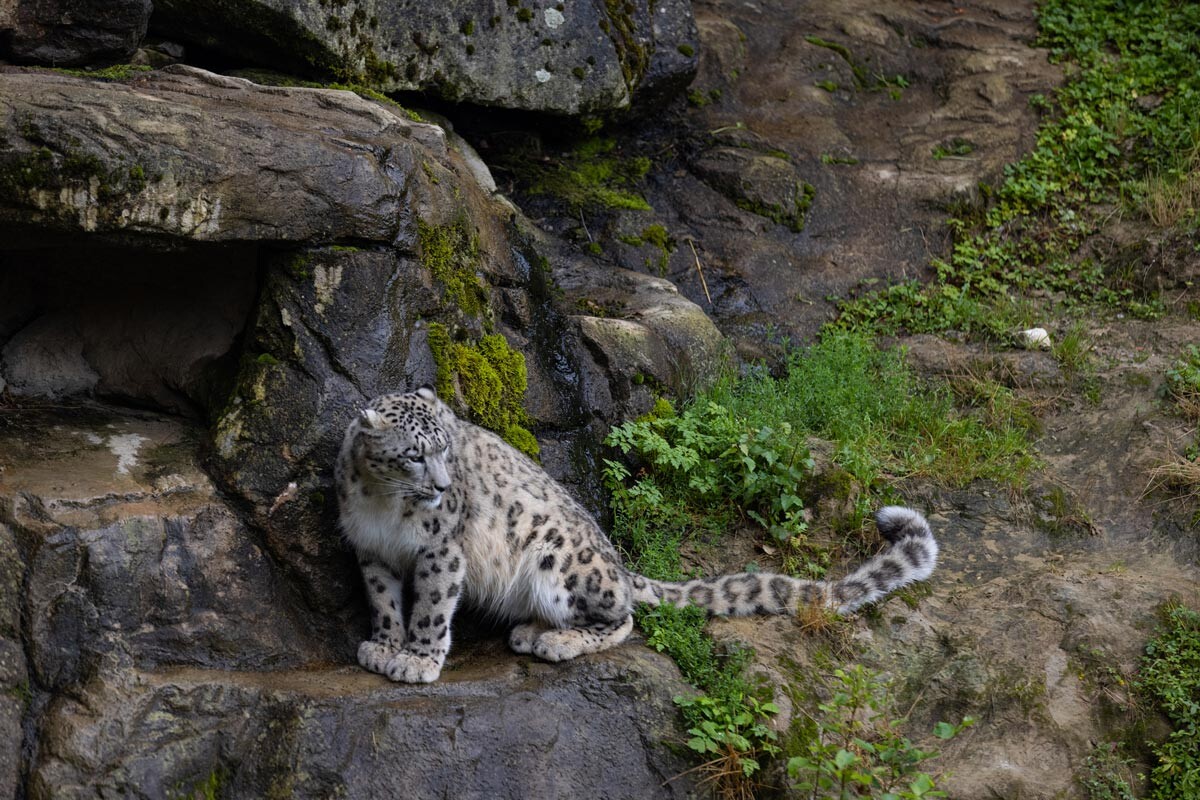 snow leopard tail in mouth