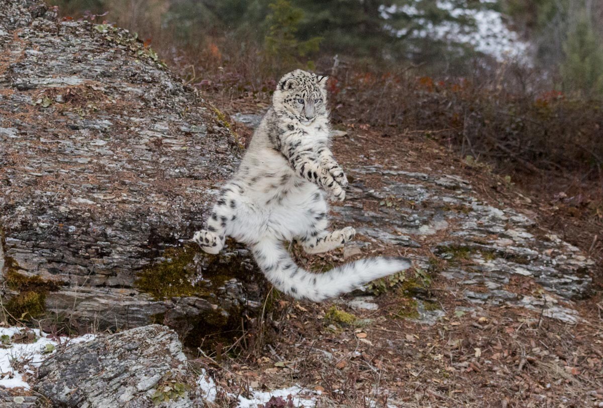 snow leopard tail in mouth