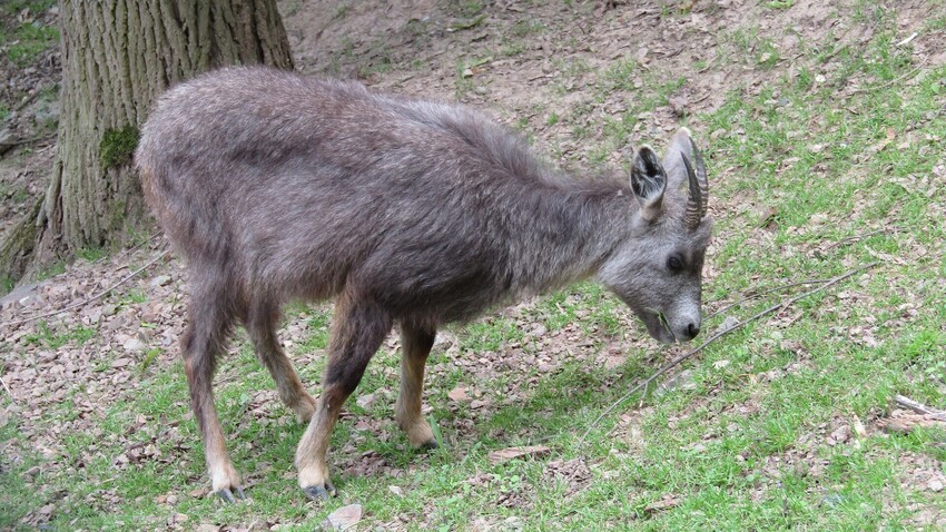 Amurski goral
