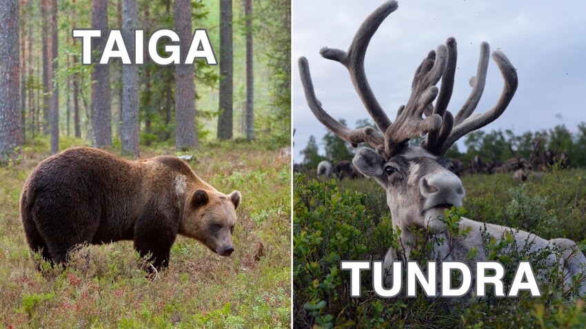 What's the difference between TUNDRA and TAIGA? - Russia Beyond
