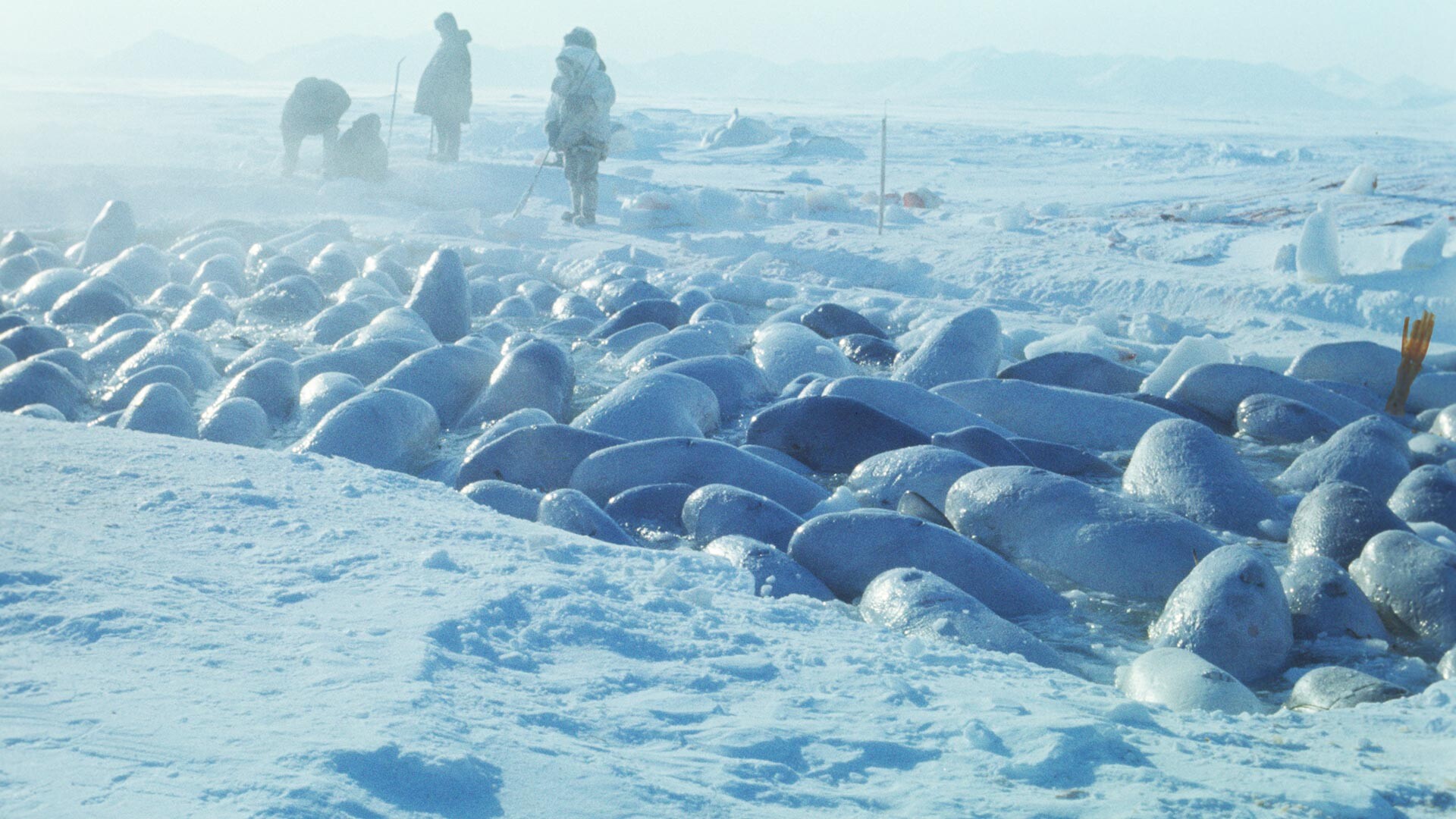 Beluga-Wal-Rettung in Tschukotka, 1985.