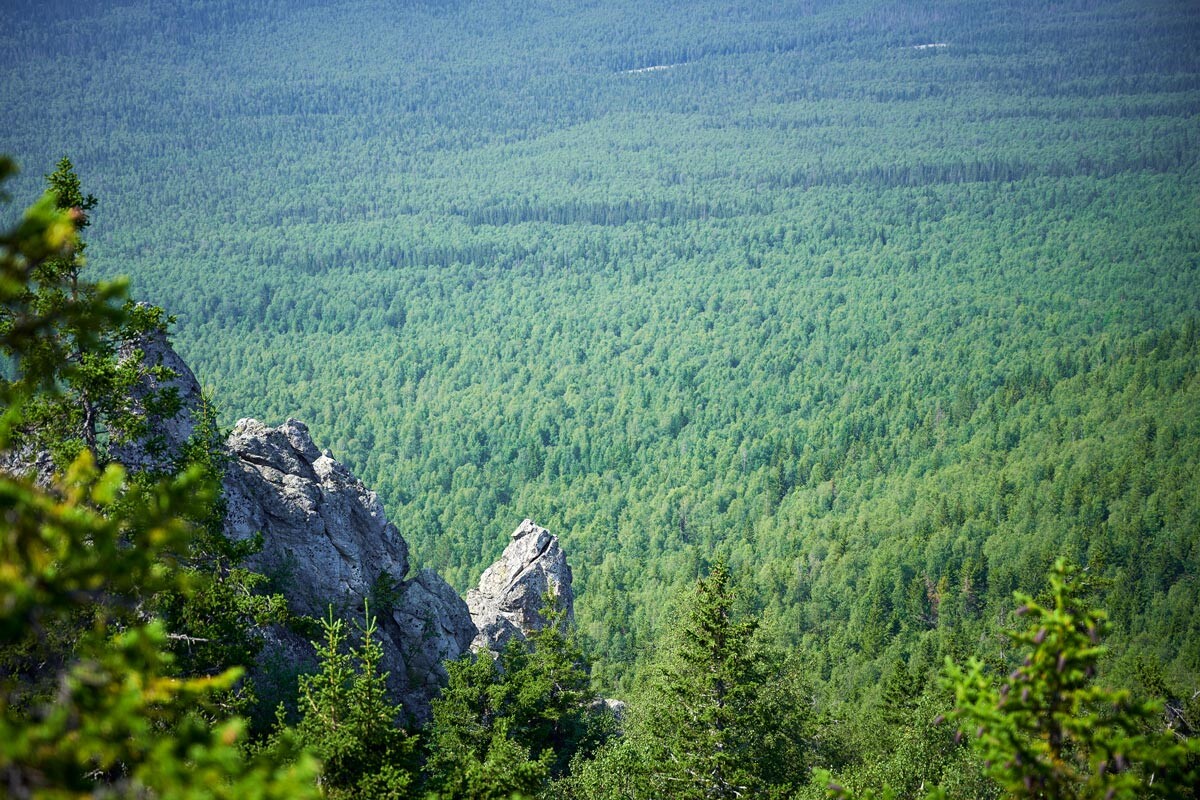 Тайга