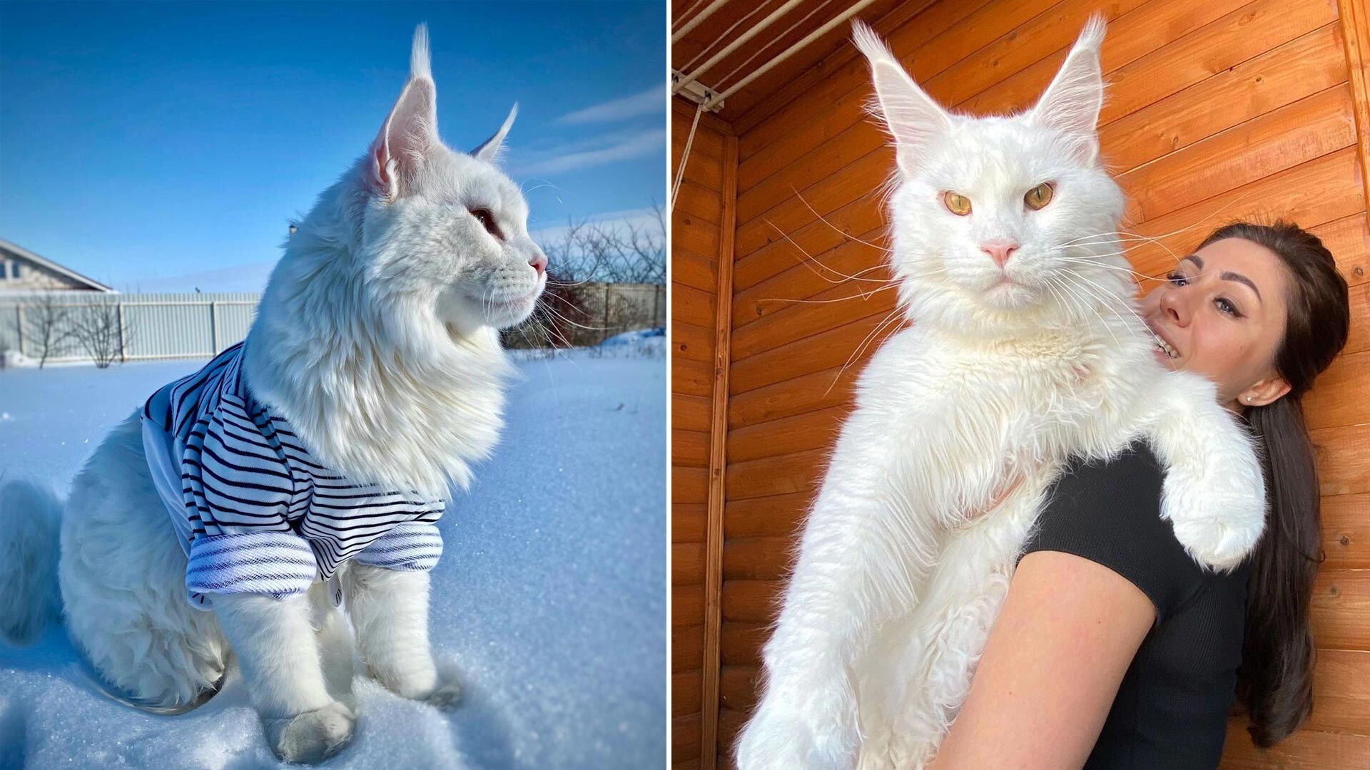 30 фото кошек породы мейн-кун, которые сделают вашего кота миниатюрным
