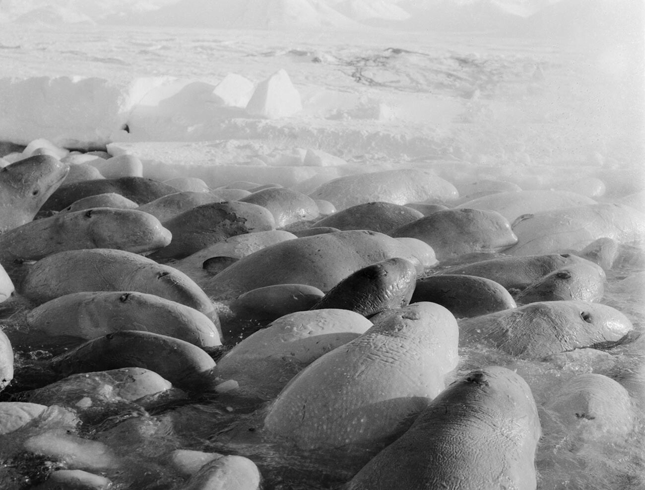 Video Shows Russian Fishermen Rescuing Beached Beluga Whales