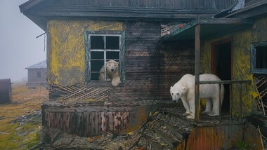 打ち捨てられたチュコトカの気象観測ステーションに暮らすホッキョクグマ（写真特集）