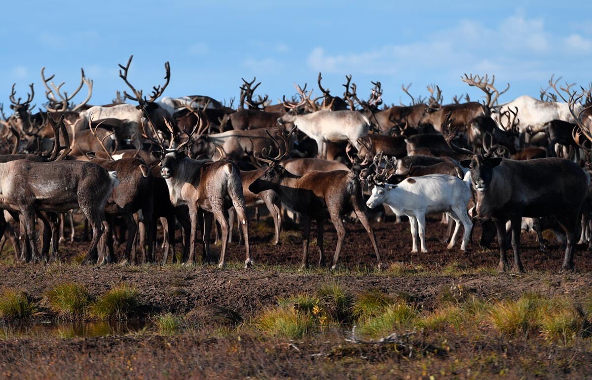 Eine Herde Hirsche in der Tundra im Autonomen Kreis der Jamal-Nenzen.