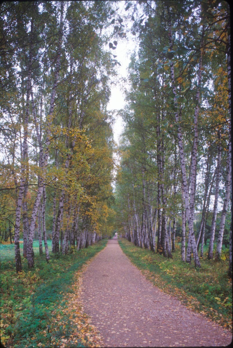 Yasnaya Polyana. Entrance lane with birch and linden trees. October 8, 1992
