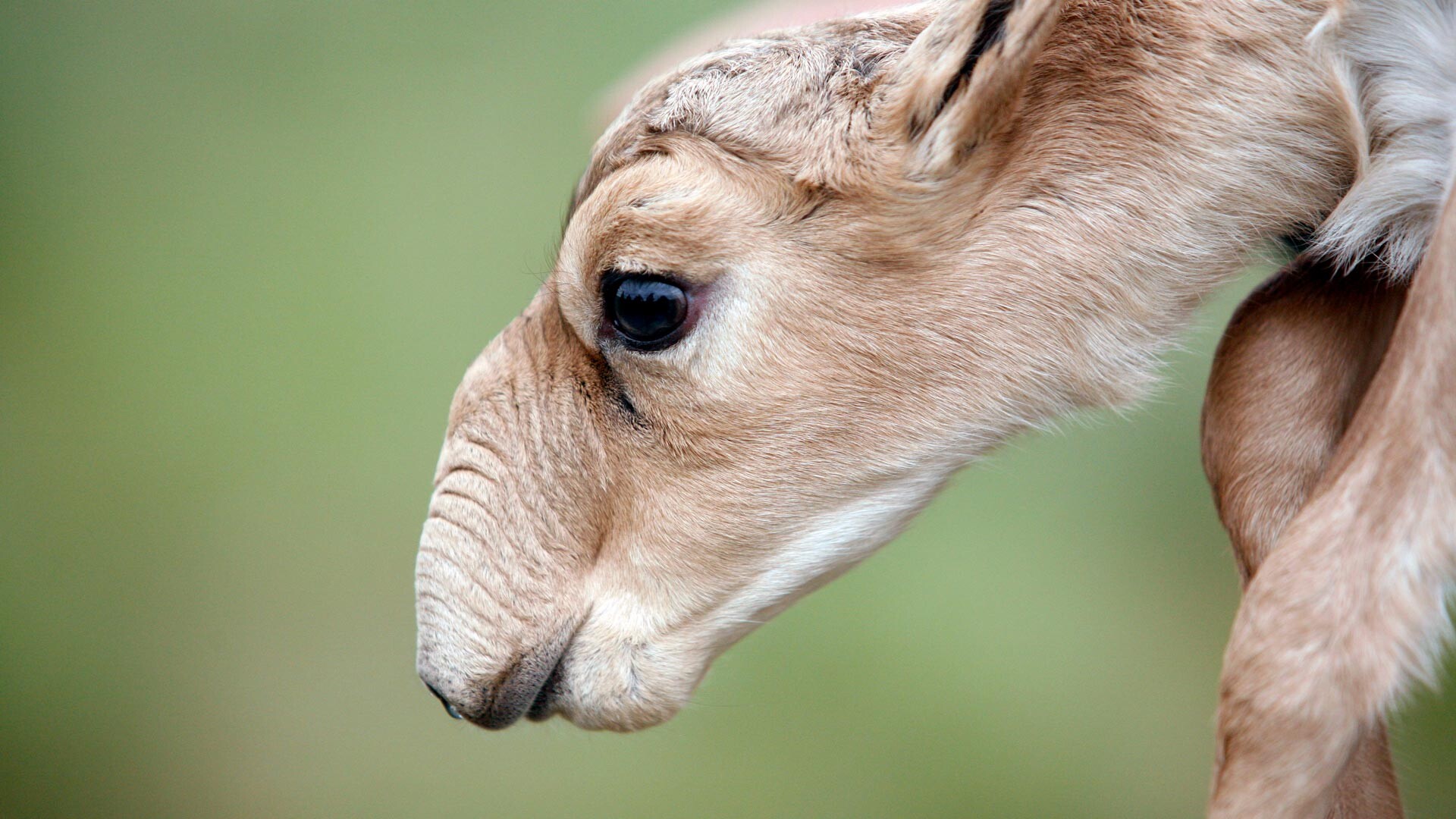 5 facts about a rare steppe antelope called the saiga - Russia Beyond