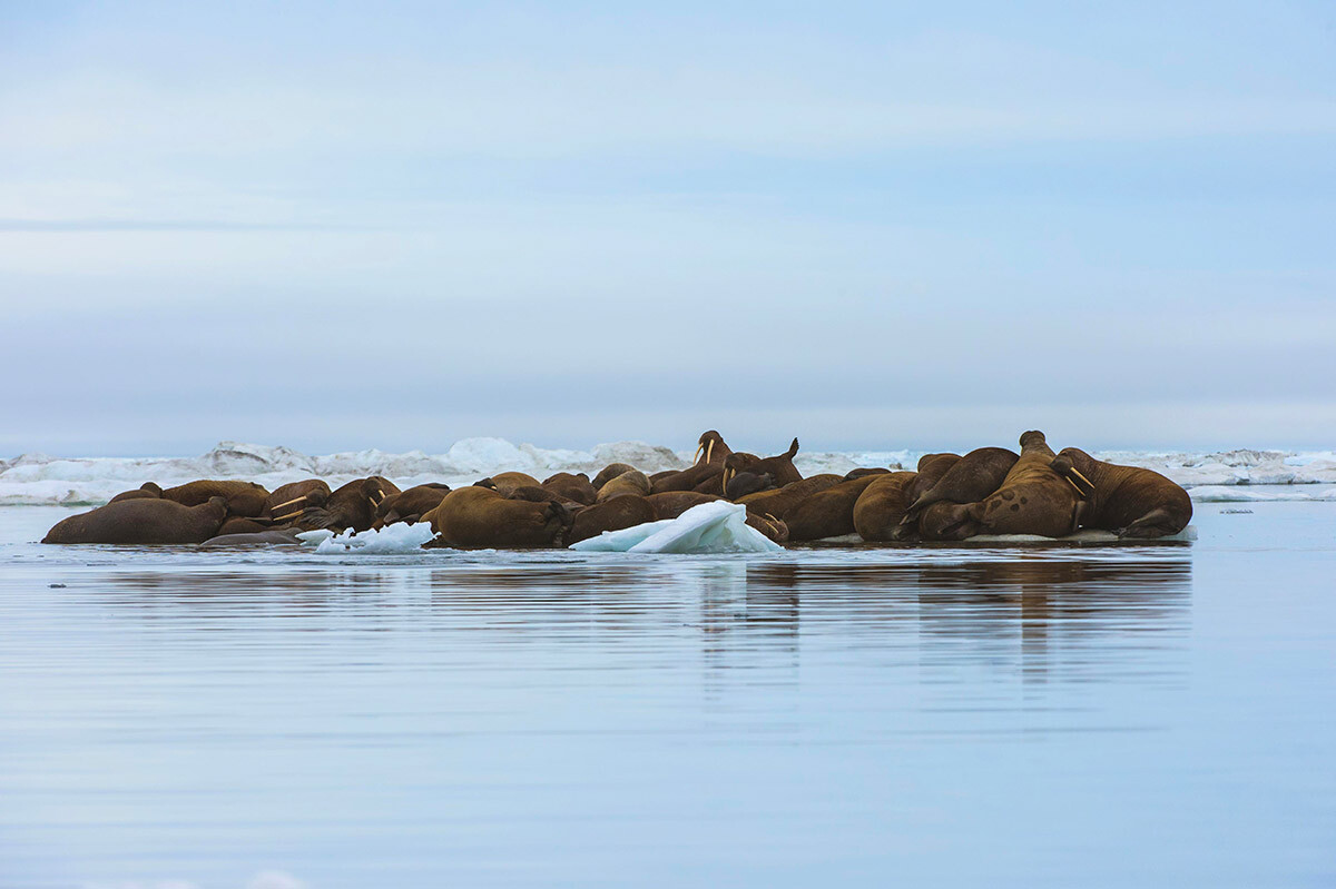 Grupo de morsas descansando sobre bloco de gelo na Ilha de Wrangel