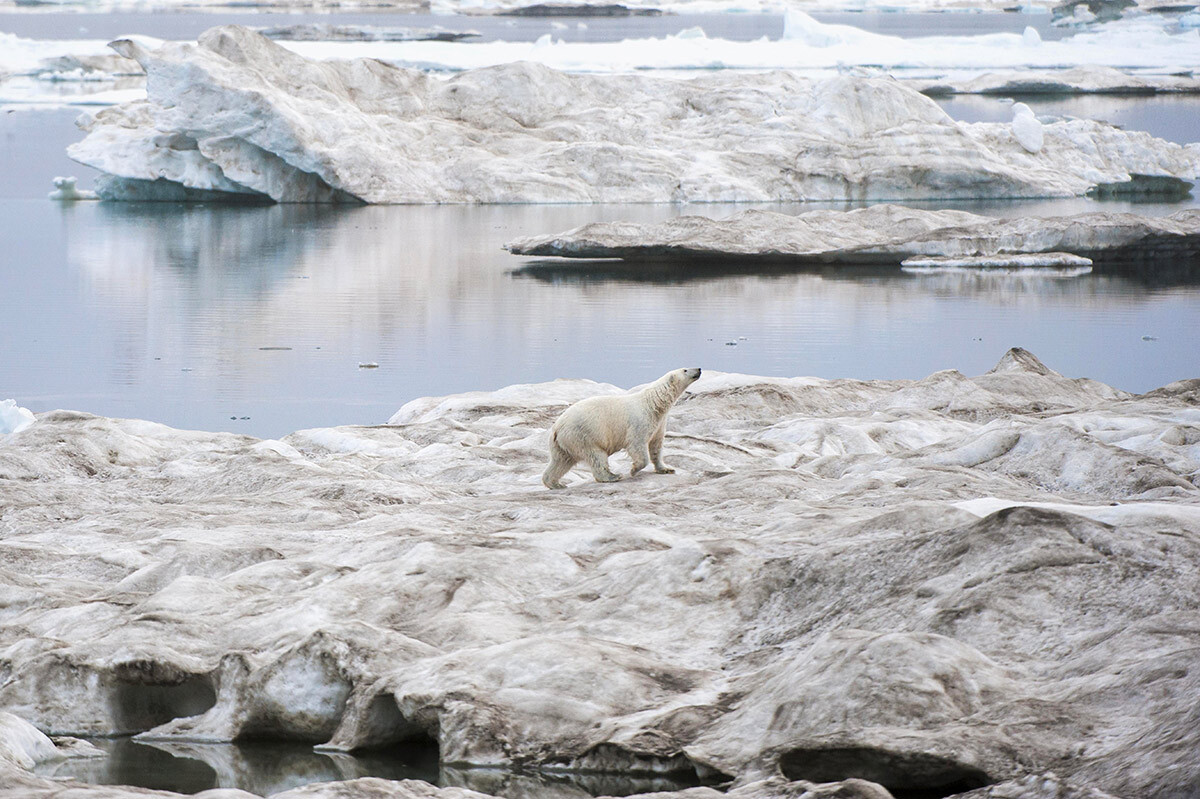 Urso polar andando em bloco de gelo perto da Ilha de Wrangel

