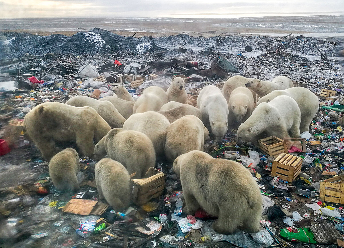 Ursos polares se alimentando em um depósito de lixo no arquipélago de Nova Zembla, em outubro de 2018