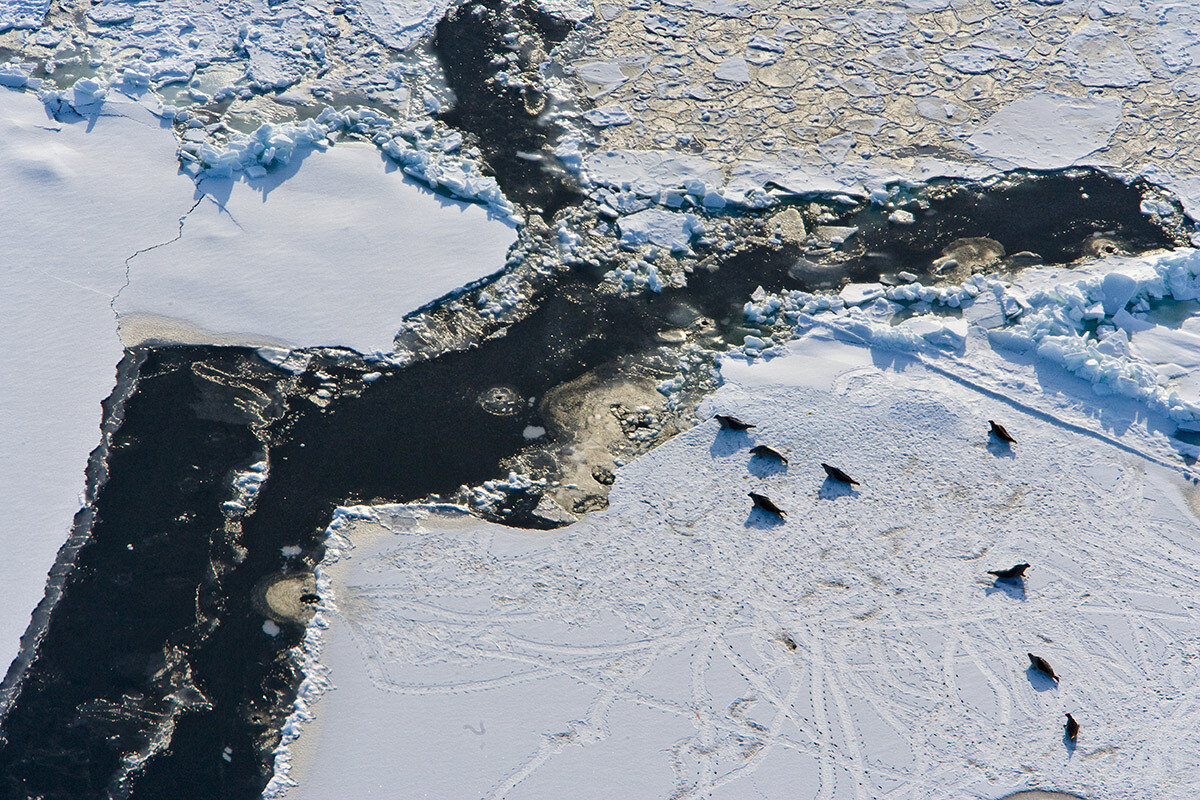 Focas no gelo do Mar Branco, região de Arkhanguelsk