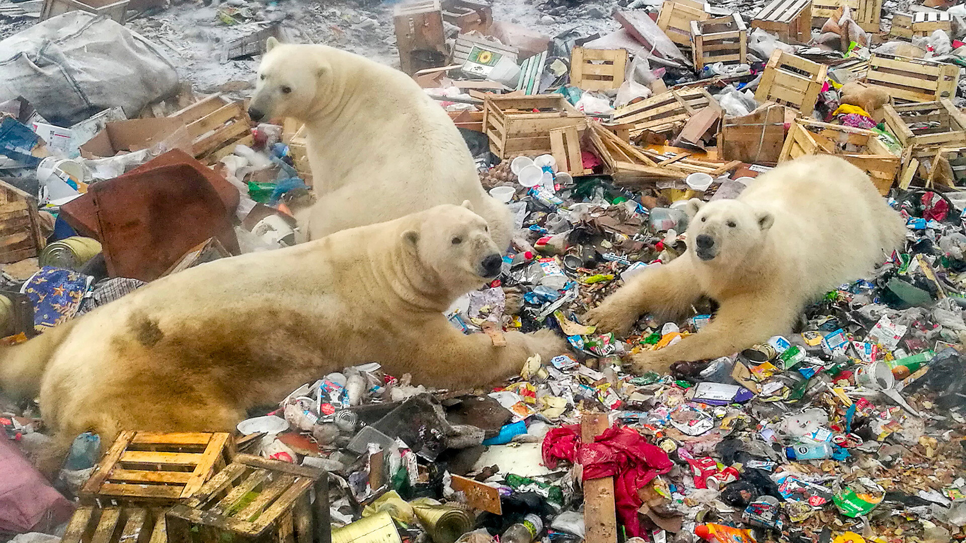 Polar bears feeding at a garbage dump at the remote Russian northern Novaya Zemlya archipelago