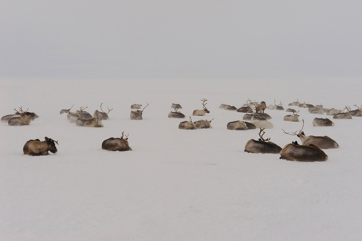 Tundrska čreda severnih jelenov na polotoku Jamal