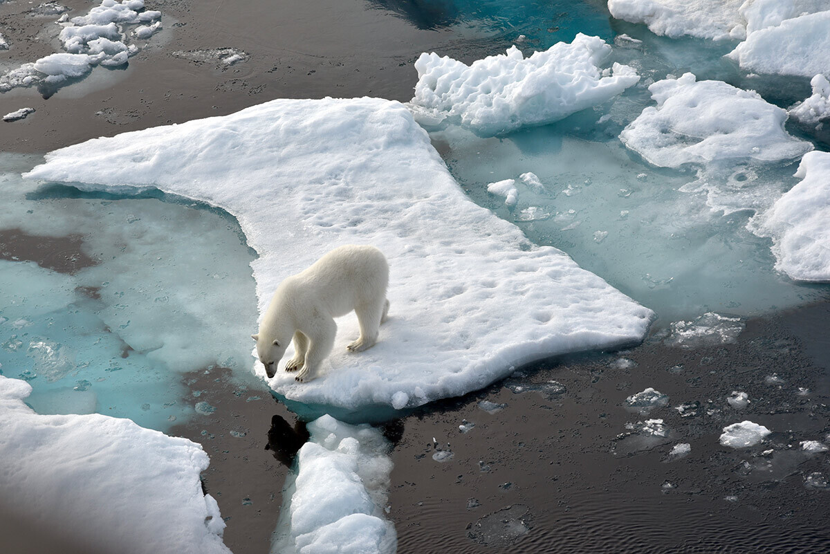 Seekor beruang kutub berdiri di atas gumpalan es yang terapung di Samudra Arktik.