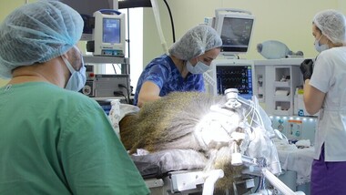 Руски научници му вградија на мајмун имплант кој му овозможува вид без очи