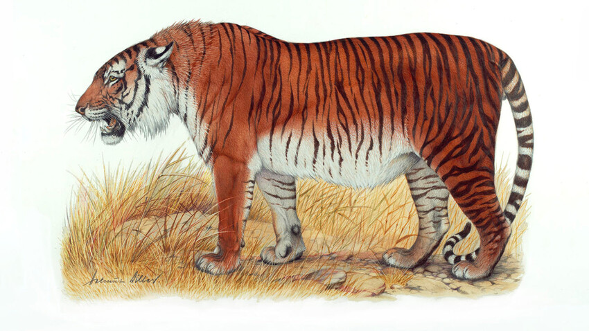 Каспијски тигар, цртеж