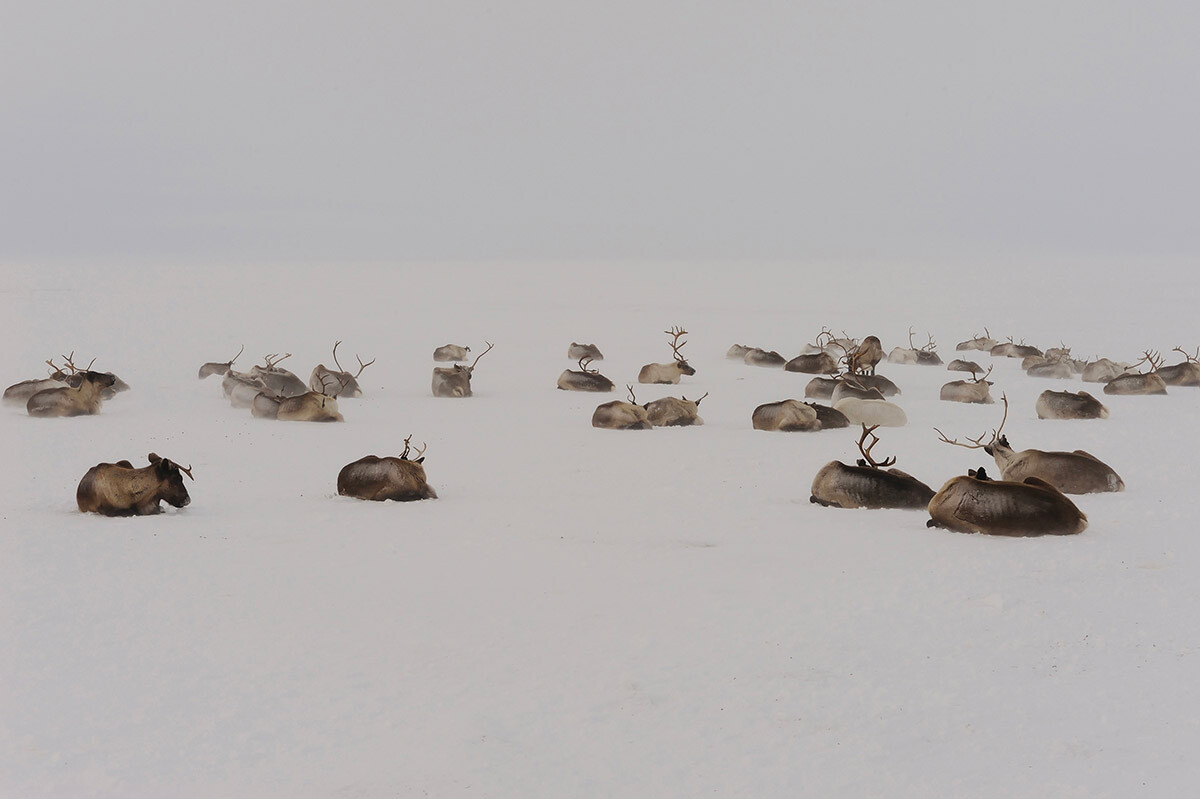 Manada de renos de la tundra, Península de Yamal
