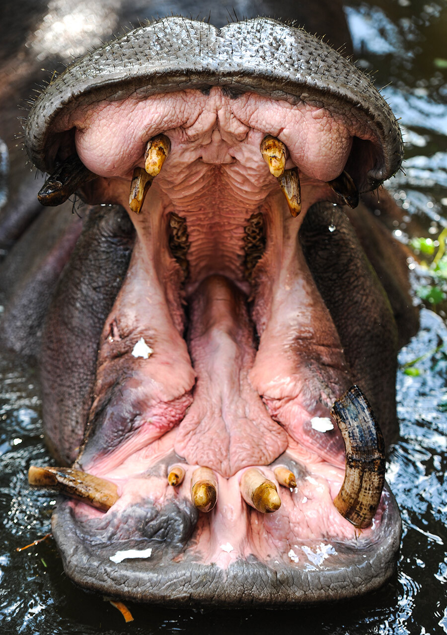 Hipopótamo do zoológico de Kaliningrado.