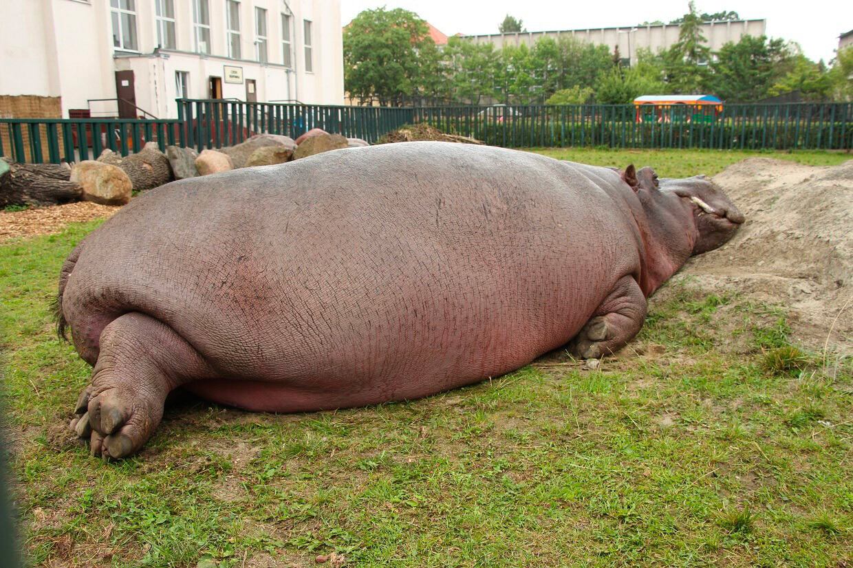 biggest hippo in the world