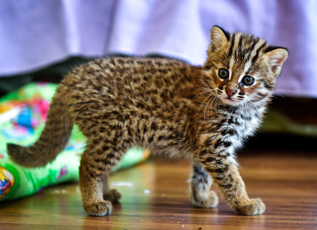 A month-year-old Amur leopard cat kitten named Zabava.