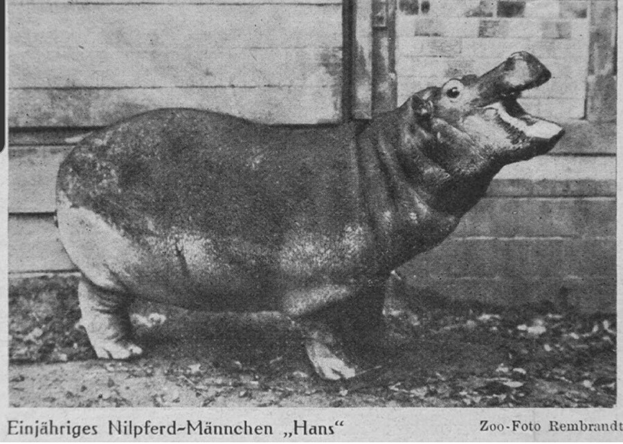 Foto Hans sebelum masa perang.
