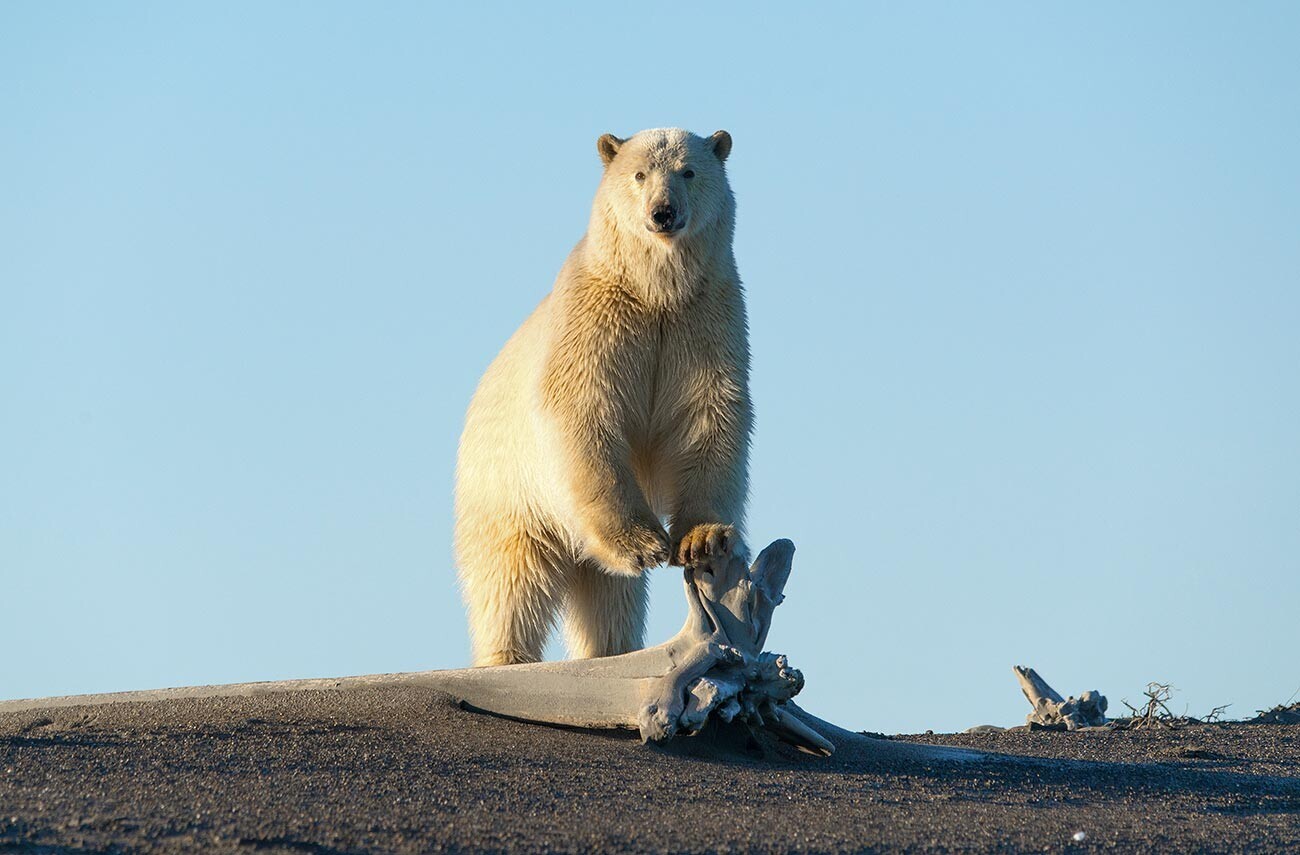 Beruang kutub di pantai Laut Siberia Timur