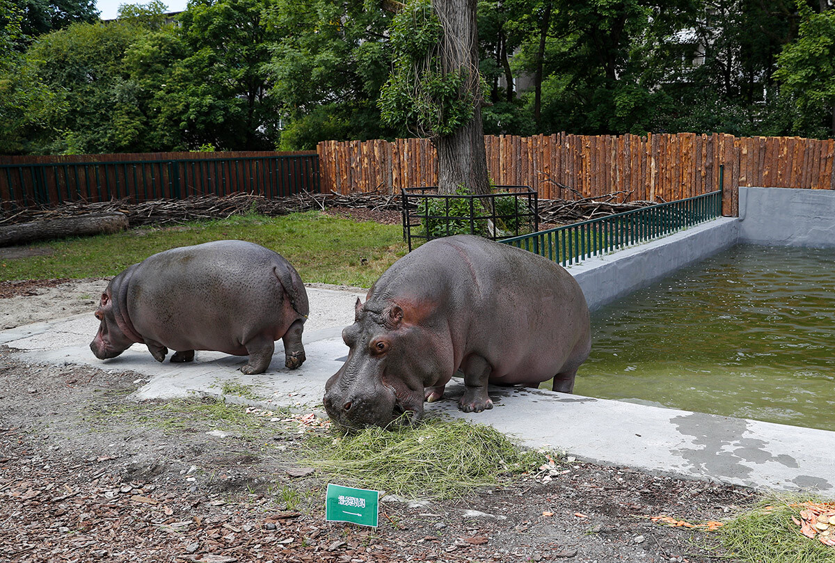Nilpferde Glyasik und Milya im Kaliningrader Zoo.