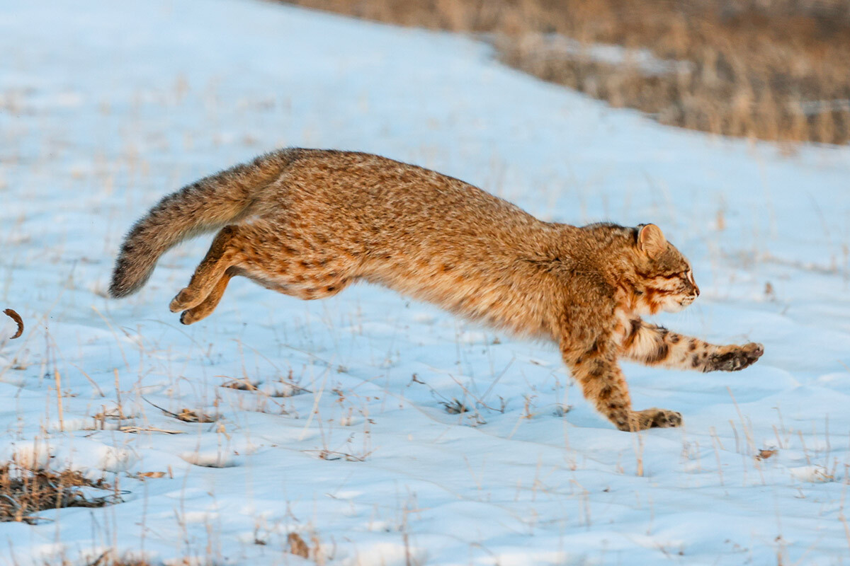 Un gatto leopardo dell'Amur avvistato sul territorio del comune di Khankajskij
