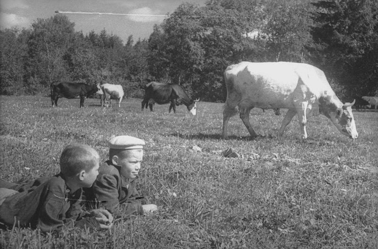 Des écoliers soviétiques font paître leurs vaches
