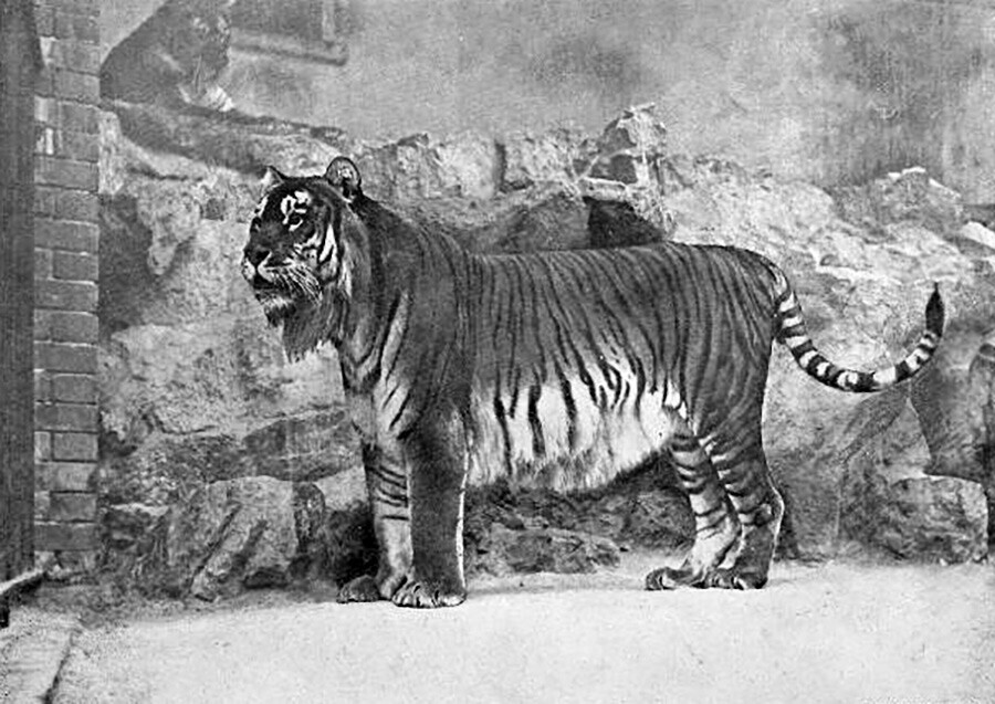 Касписки тигар во зоолошката градина во Берлин, 1899.

