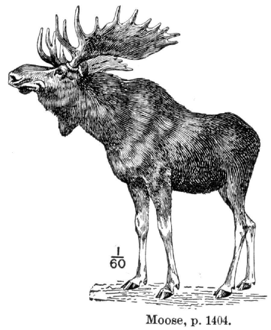 Public domain