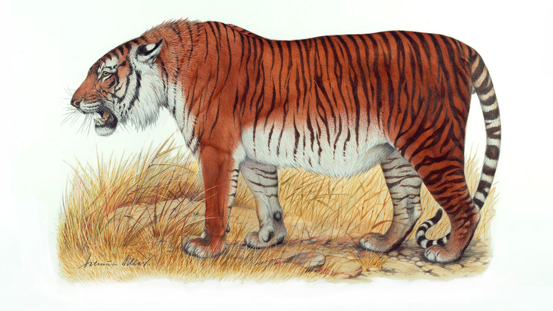Caspian tiger.