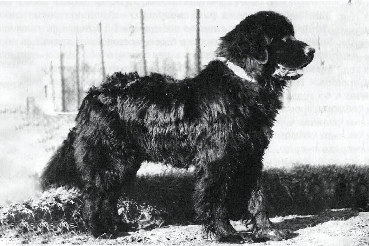 This is how the Moscow Water Dog looked like.