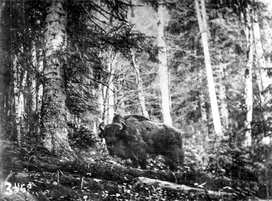 The only photo of a Caucasian bison in a wild. Late-XIX century.