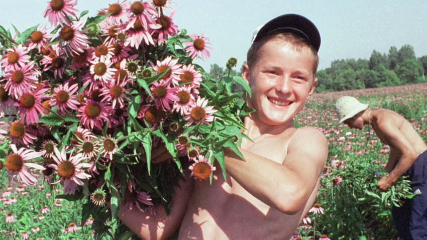 Sammeln von 30 Heilpflanzensorten, darunter Echinacea, in der Belgoroder Zonenstation des Allrussischen Instituts für Heil- und Aromapflanzen. Das Foto zeigt die Belgoroder Schulkinder Schenya Aleksandrow und Pascha Gasparyan.