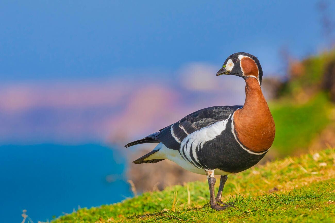 Egor Vlássov/Cortesia do festival da natureza ‘Pristine Russia’