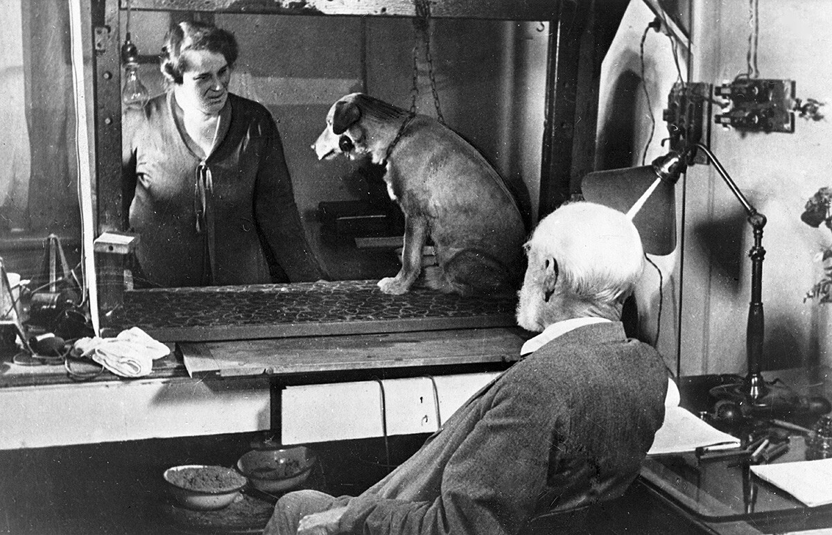 Ivan Pavlov assistindo a um experimento com um cachorro, verão de 1934