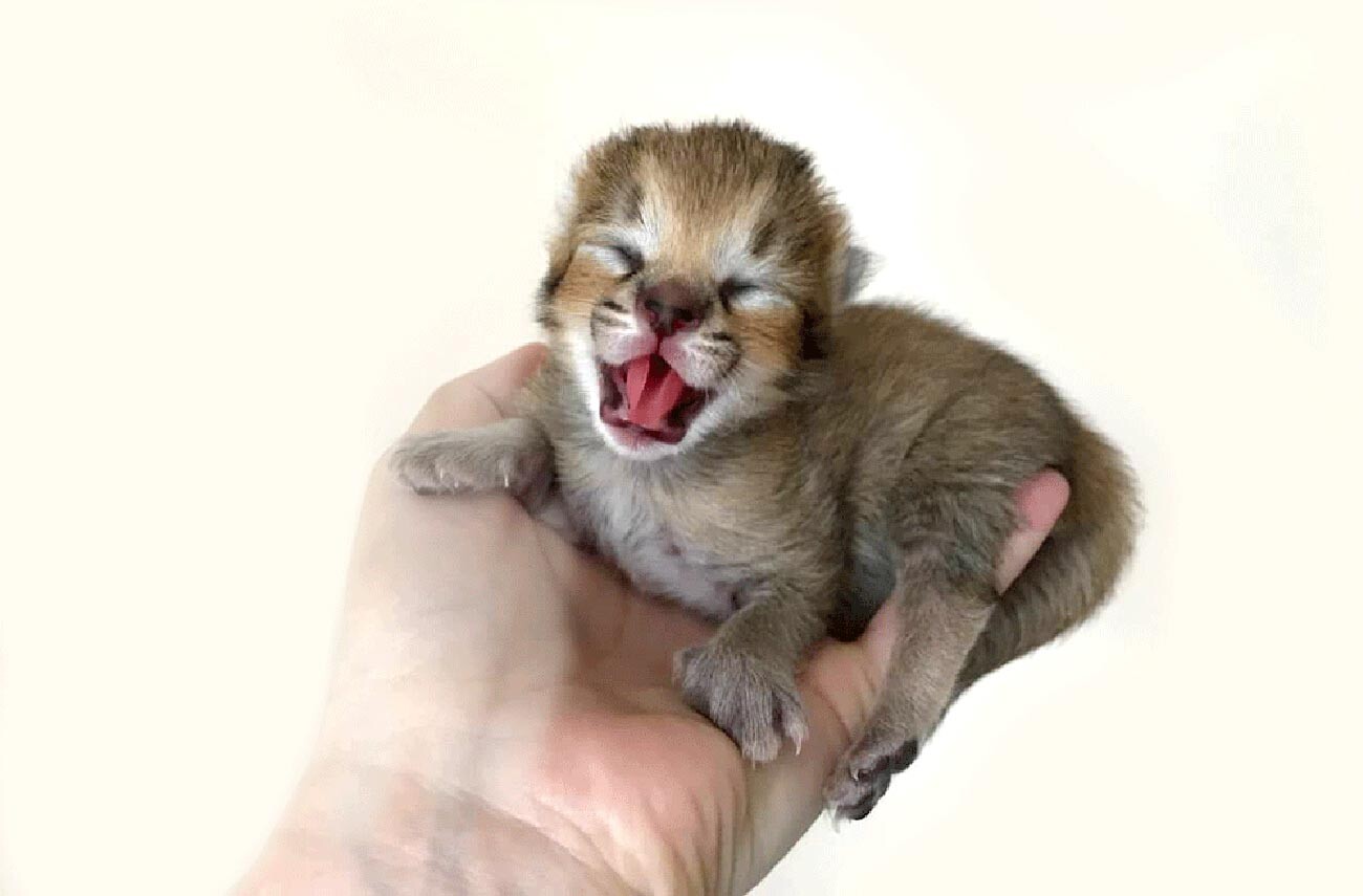 Gatos Caracal Raza