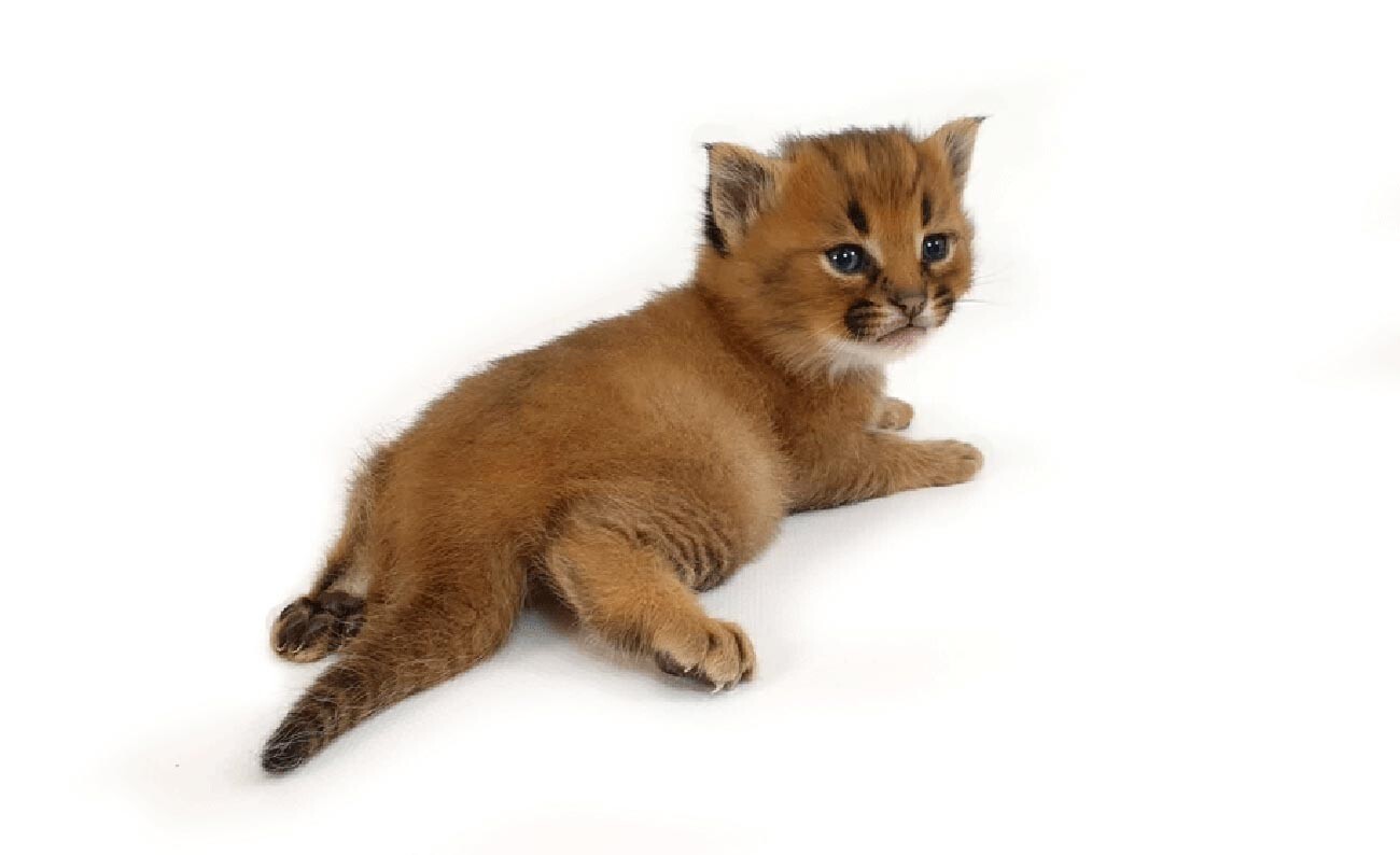 Curiosidades sobre o gato Caracal. #gatos #gateiras