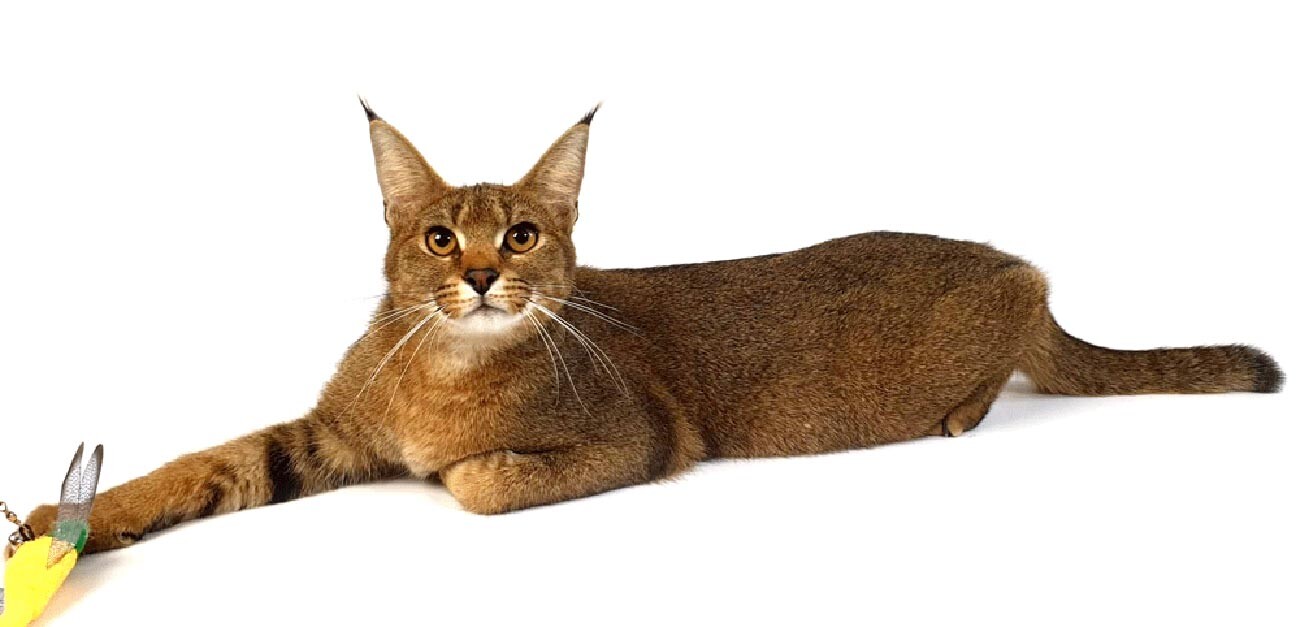 Conheça caracal, a espécie de gatíneo mais fofa que você já viu