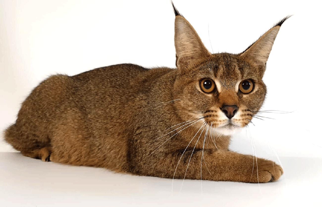 Conheça caracal, a espécie de gatíneo mais fofa que você já viu