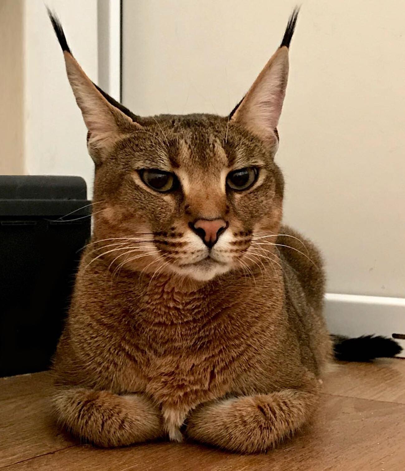 Conheça caracal, a espécie de gatíneo mais fofa que você já viu