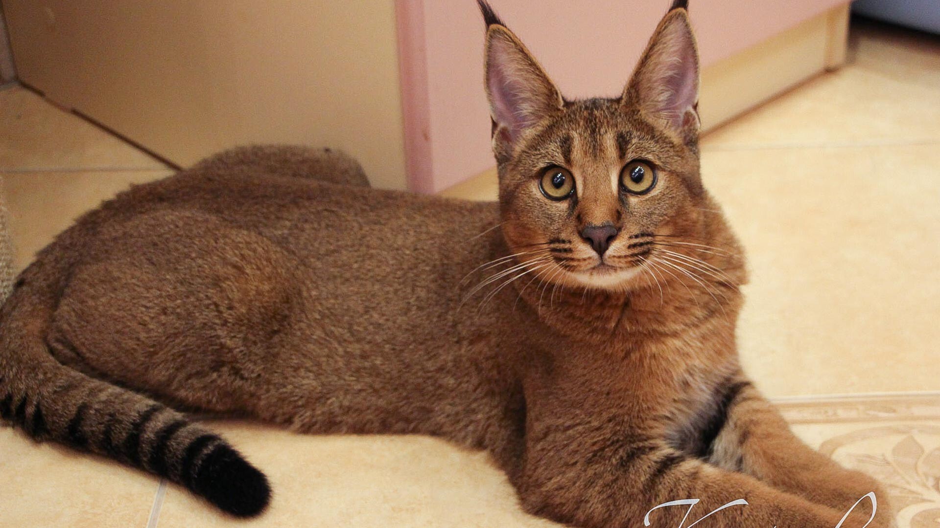 Caracal doméstico, la raza de gato más grande del mundo creada por