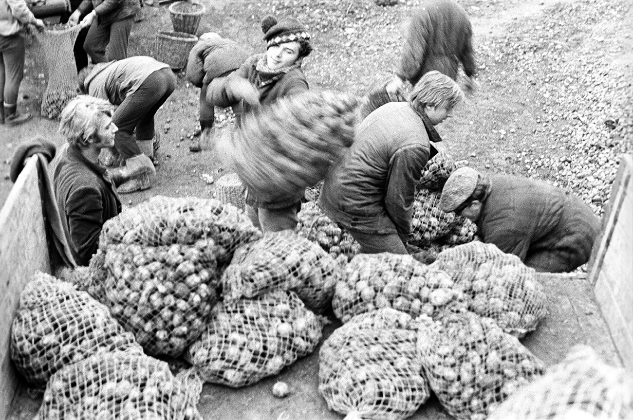 Students loading potatoes