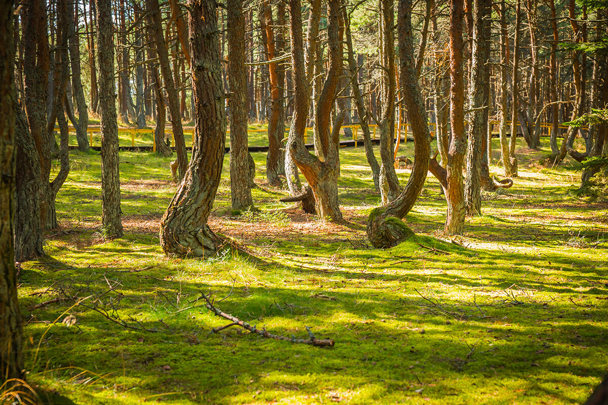 A Befuddling Phenomenon - Dancing Forest