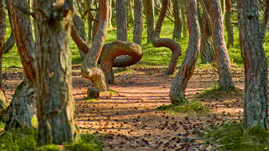 La foresta degli alberi danzanti, misteriosa meraviglia della natura 